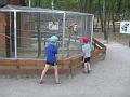 minizoo 29